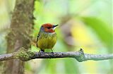 Johnson's Tody-Flycatcher